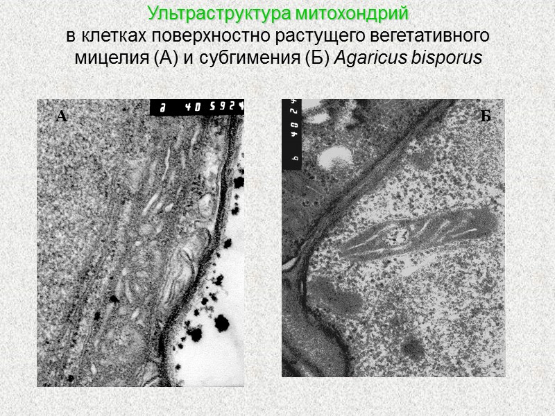Ультраструктура митохондрий  в клетках поверхностно растущего вегетативного мицелия (А) и субгимения (Б) Agaricus